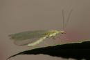 0339 Lace Wing (Chrysoperla carnea).